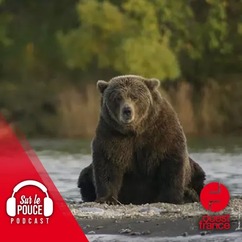 13 octobre 2022 - Le plus gros ours d'Alaska déclenche une...