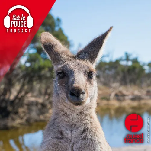 17 octobre 2023 - Un kangourou tente de noyer son chien, il le...