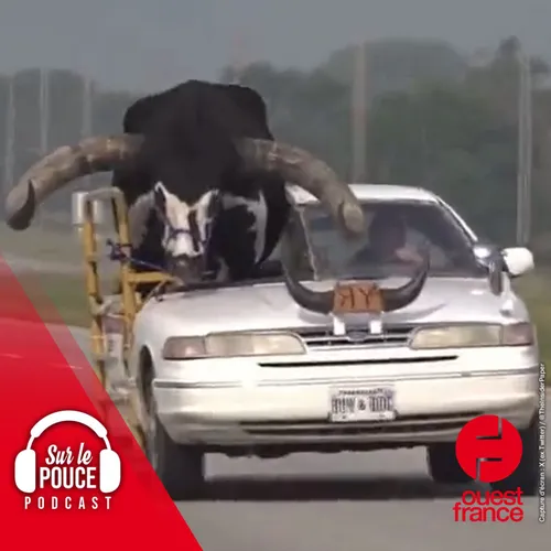 1er septembre 2023 - il transporte son taureau sur son siège passager