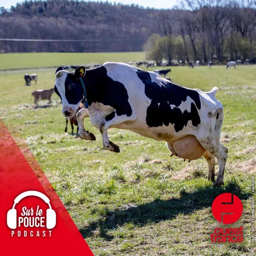 2 décembre 2022 - Un troupeau de vaches en cavale au Quebec