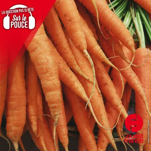 Manger des carottes rend-il vraiment aimable ?