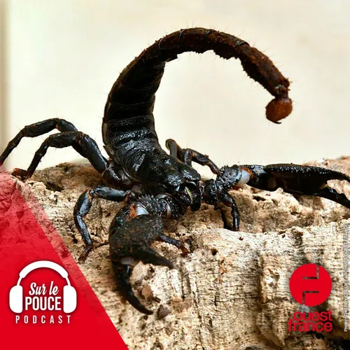 12 octobre 2022 - La ferme aux 20 000 scorpions - Sur le pouce