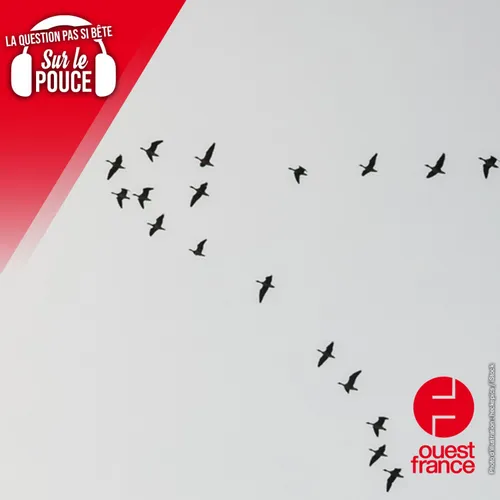 Comment les oiseaux migrateurs retrouvent-ils leur chemin ?