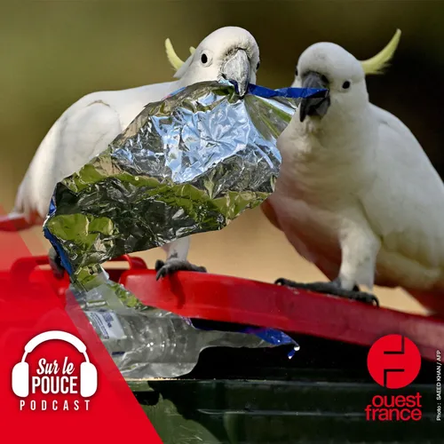 13 septembre 2022 - Une guerre des poubelles entre humains et...