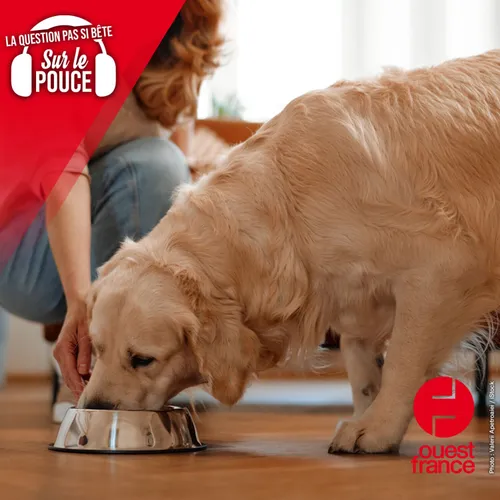 Peut-on donner ses restes de repas à son chien ?