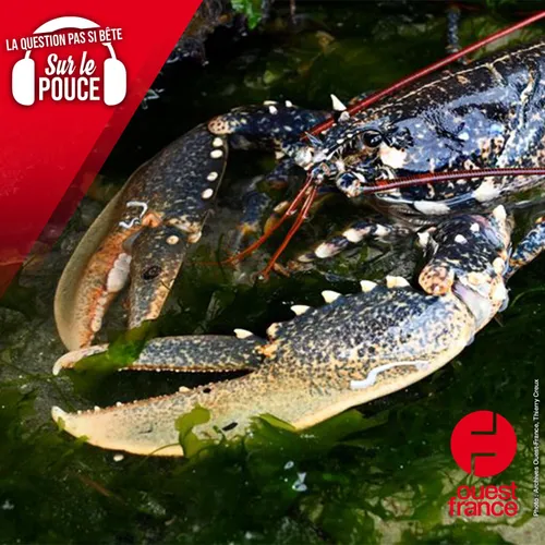 Les homards souffrent-ils quand on les plonge dans l'eau bouillante ?