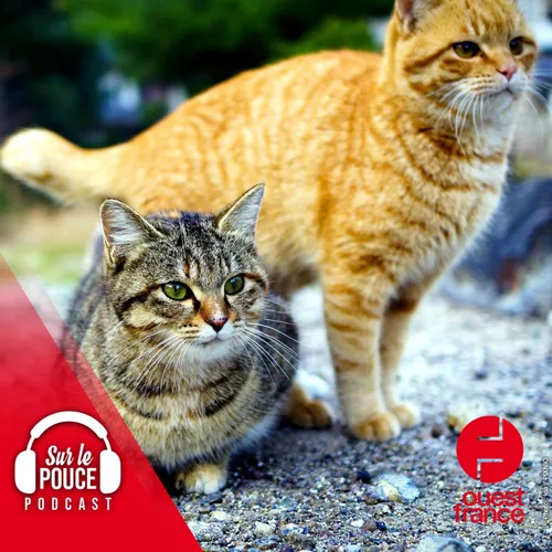 21 juillet 2023 - À Cagnes-sur-Mer, une villa pour chats ouvrira...