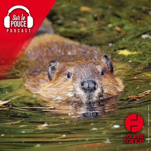 23 octobre 2023 - À Londres, vous pourrez bientôt observer des castors