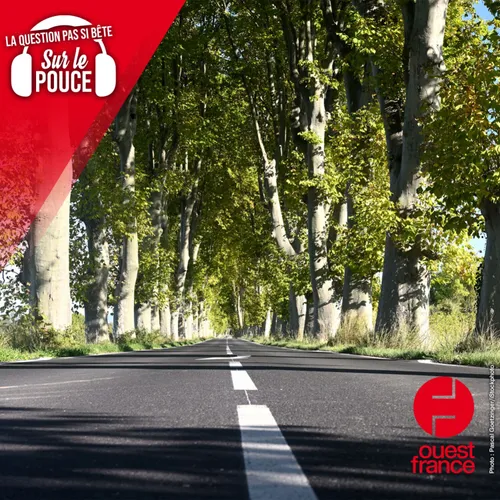 À quoi servent les arbres plantés le long des routes ?