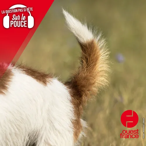 Pourquoi les chiens remuent-ils la queue ?