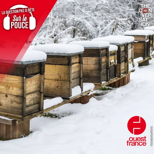 Comment les abeilles se tiennent chaud en hiver ?