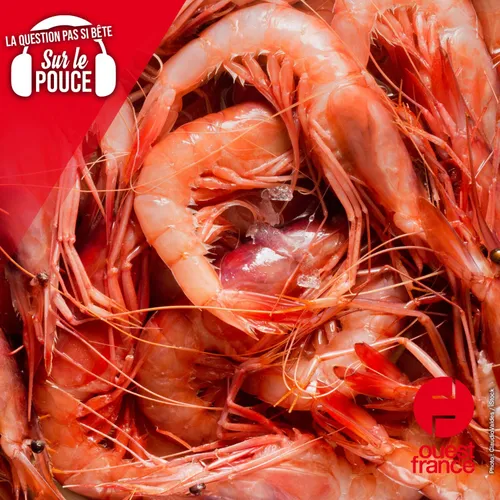 Pourquoi les crevettes rougissent-elles à la cuisson ?