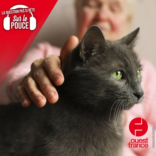 Pourquoi les chats ronronnent-ils ?