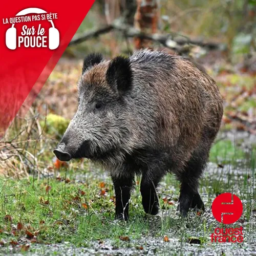 Comment réagir face à un sanglier ?