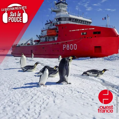 Pourquoi une partie de l'Antarctique appartient-elle à la France ?