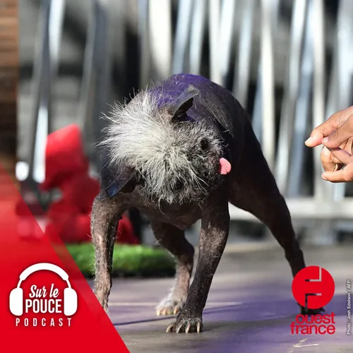 27 mai 2022 - Le chien le plus moche du monde