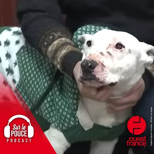 9 février 2023 - Un chiot qui errait six mois avec des coyotes dans...
