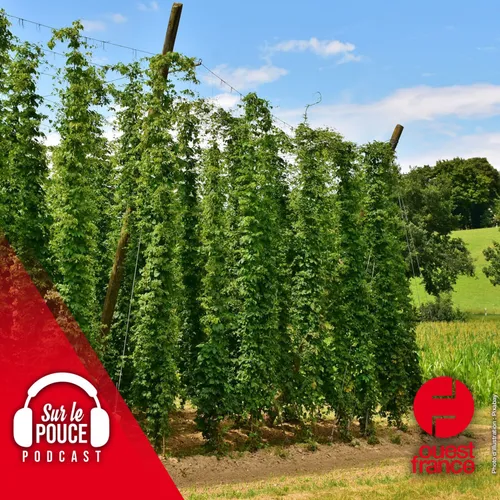 3 janvier 2023 - Le houblon peut-il aider à prévenir Alzheimer? -...