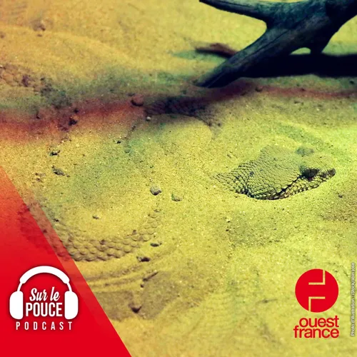 1 août 2023 - Un enfant mordu par un serpent très venimeux sauvé in...