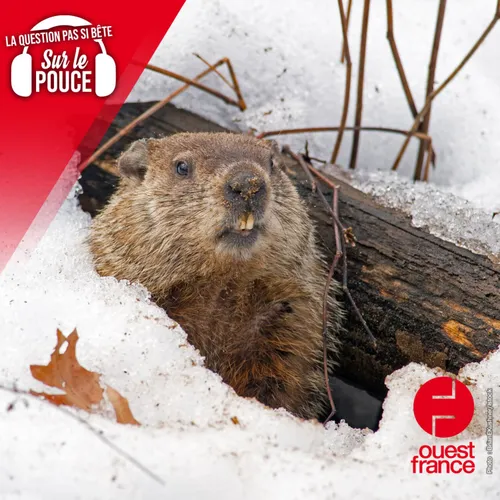 Comment les animaux savent-ils quand hiberner ?