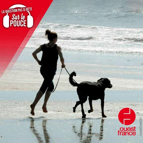 Nos animaux domestiques peuvent-ils attraper des coups de soleil ?