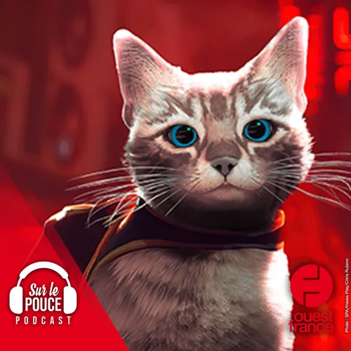 30 août 2022 - De vrais chats à adopter infiltrent un jeu vidéo