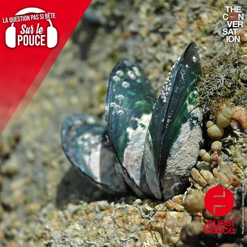 Comment les moules tiennent à leur rocher ?