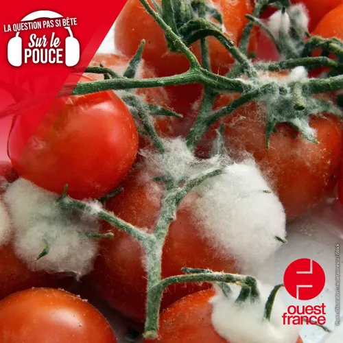 Peut-on manger sans risque un aliment dont on a coupé la partie...