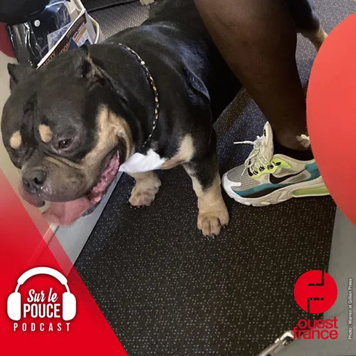 11 septembre 2023 - Après un voyage à côté d’un chien ronfleur et...