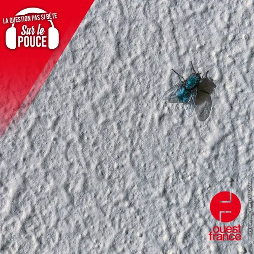 Pourquoi y a-t-il autant de mouches au plafond ?