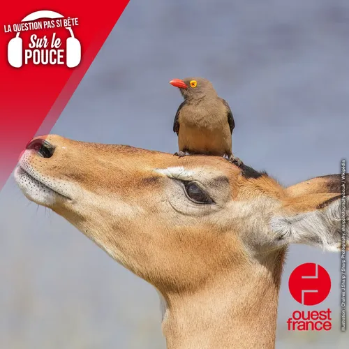 Est-ce que les animaux s'occupent d'autres animaux ?