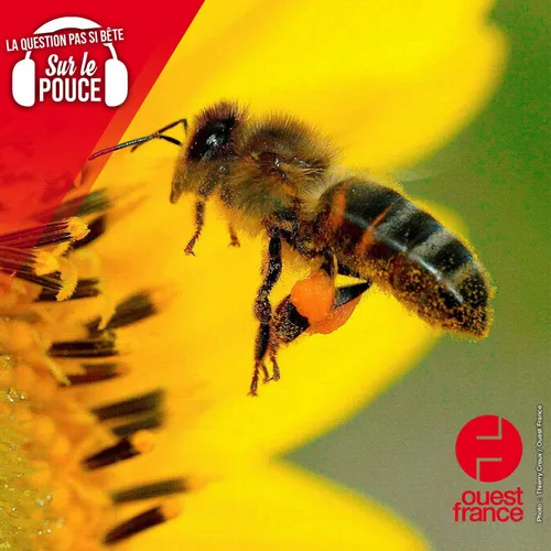 Pourquoi les abeilles se rebellent parfois contre leur reine ?
