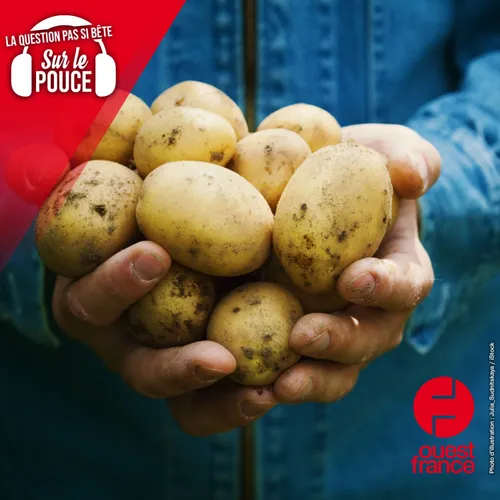 Les pommes de terre sont-elles vraiment mauvaises pour la santé ?