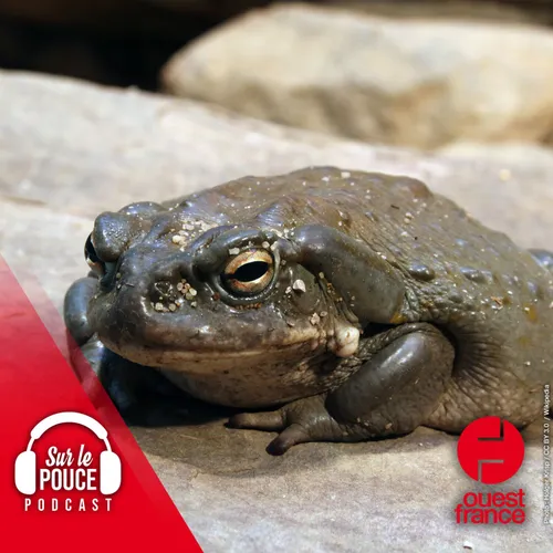 7 novembre 2022 - Un crapaud capable de tuer un chien