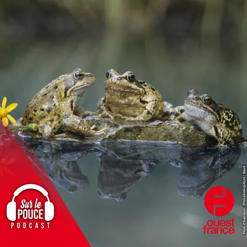 15 juillet 2022 - Il élève clandestinement des millions de grenouilles