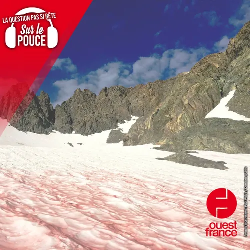 Pourquoi la neige est-elle parfois de couleur rouge ?