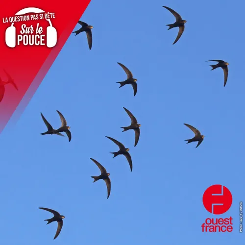 Combien de temps les oiseaux peuvent-ils voler sans se poser ?