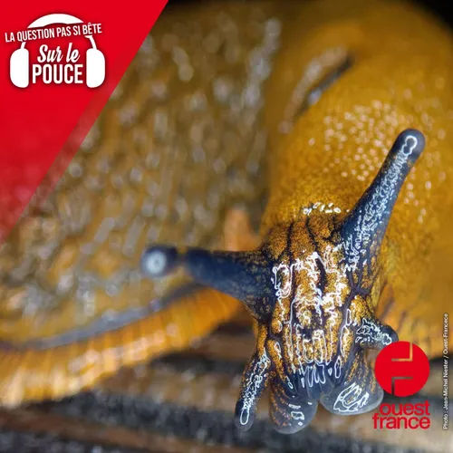 Manger des escargots est courant, mais peut-on aussi consommer des...