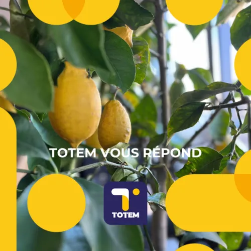 Les règles pour une bonne culture des agrumes en pleine terre