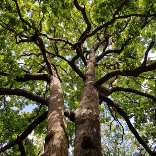 amañ : forêt et sylvothérapie