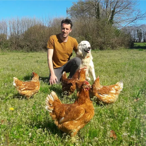 Les Poules aux Oeufs Bio