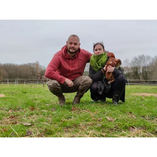 Les caquetteuses. Encore des milliers de poules à adopter en...