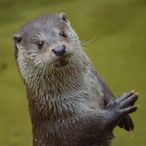La loutre d'Europe : une espèce à protéger