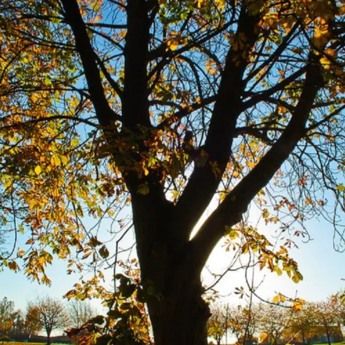 Permaculture : Utiliser les ressources et services renouvelables