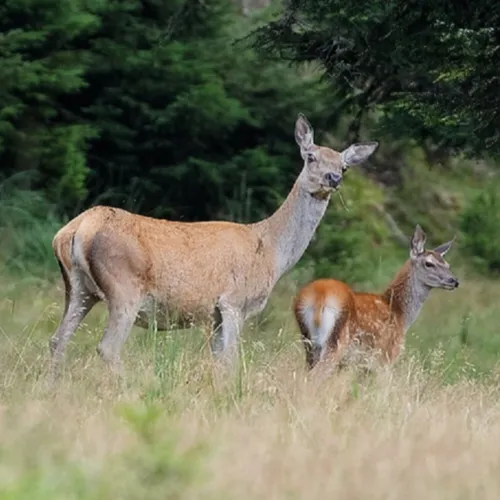 En bretagne, les animaux doués de parole à Noël...