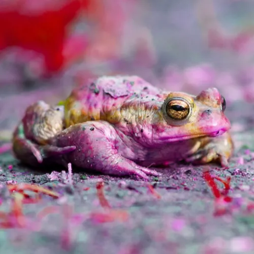 Spécial Halloween : Le crapaud dans nos légendes bretonnes