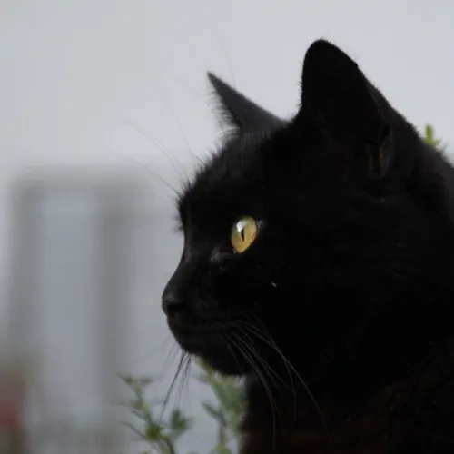Les superstions liées aux chats dans nos mythes et légendes...