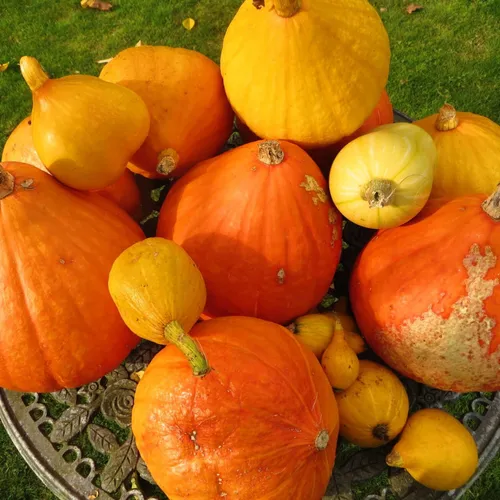 Recette: Crème de potimarron