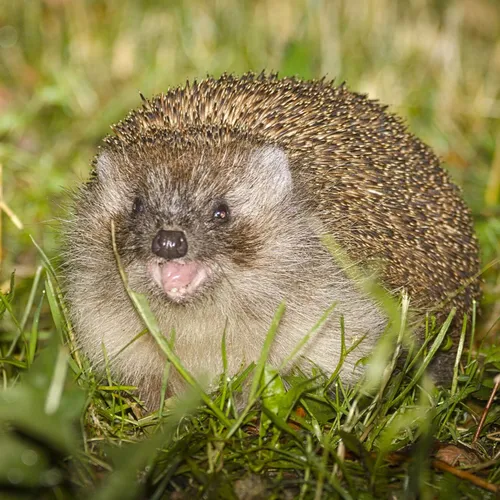 Le hérisson, ce petit animal sauvage