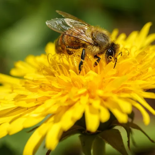 Les bienfaits de la propolis avec Alveolys